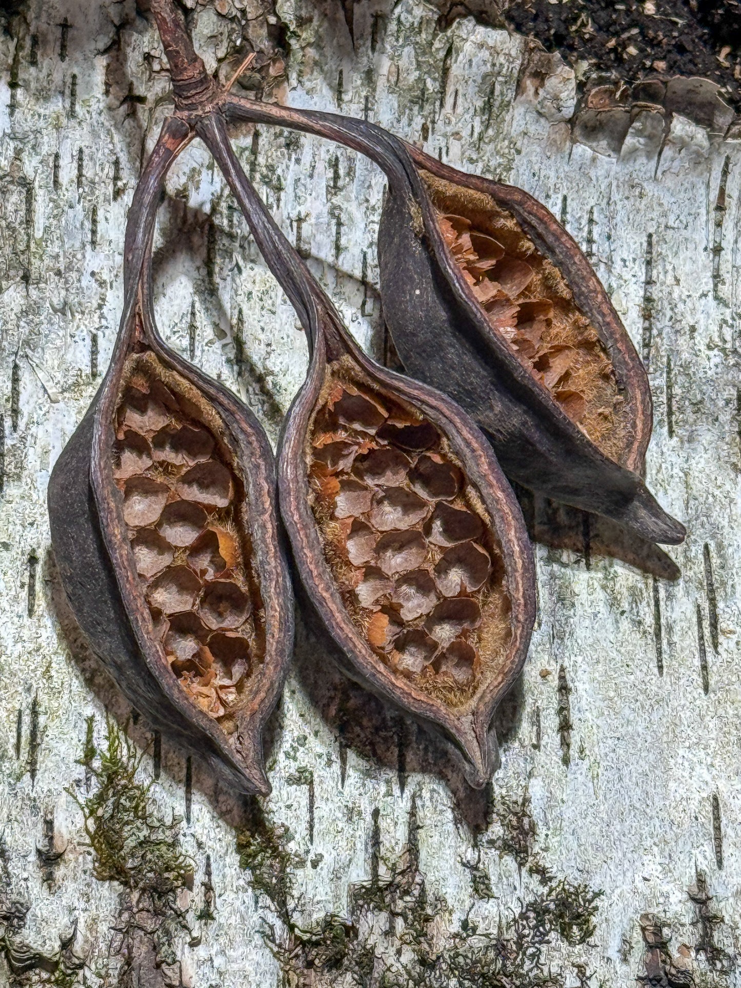 Kurrajong Pods (3 pack)