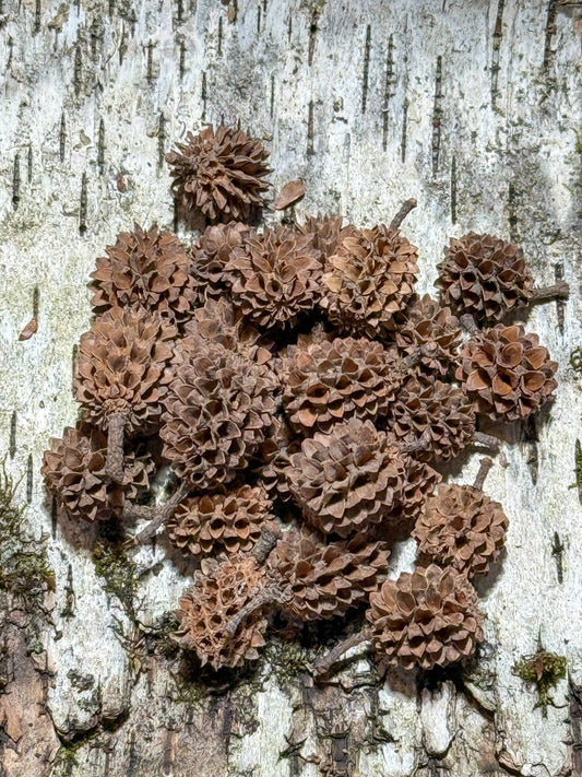 Casuarina Cones (25 pack)