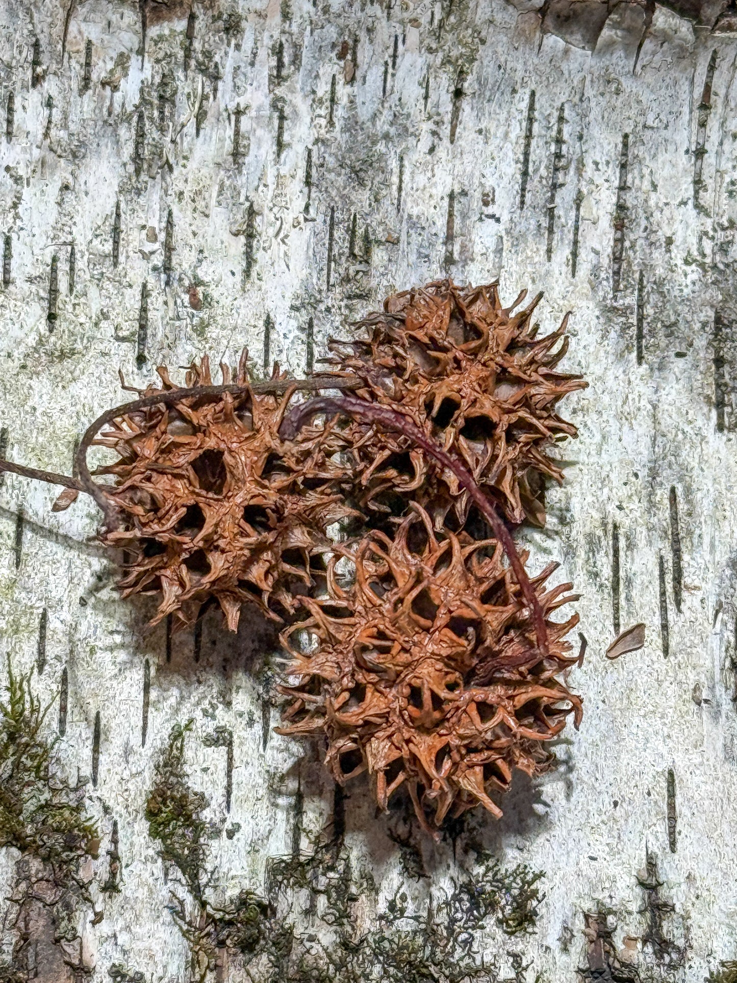 Sweet Gum Balls