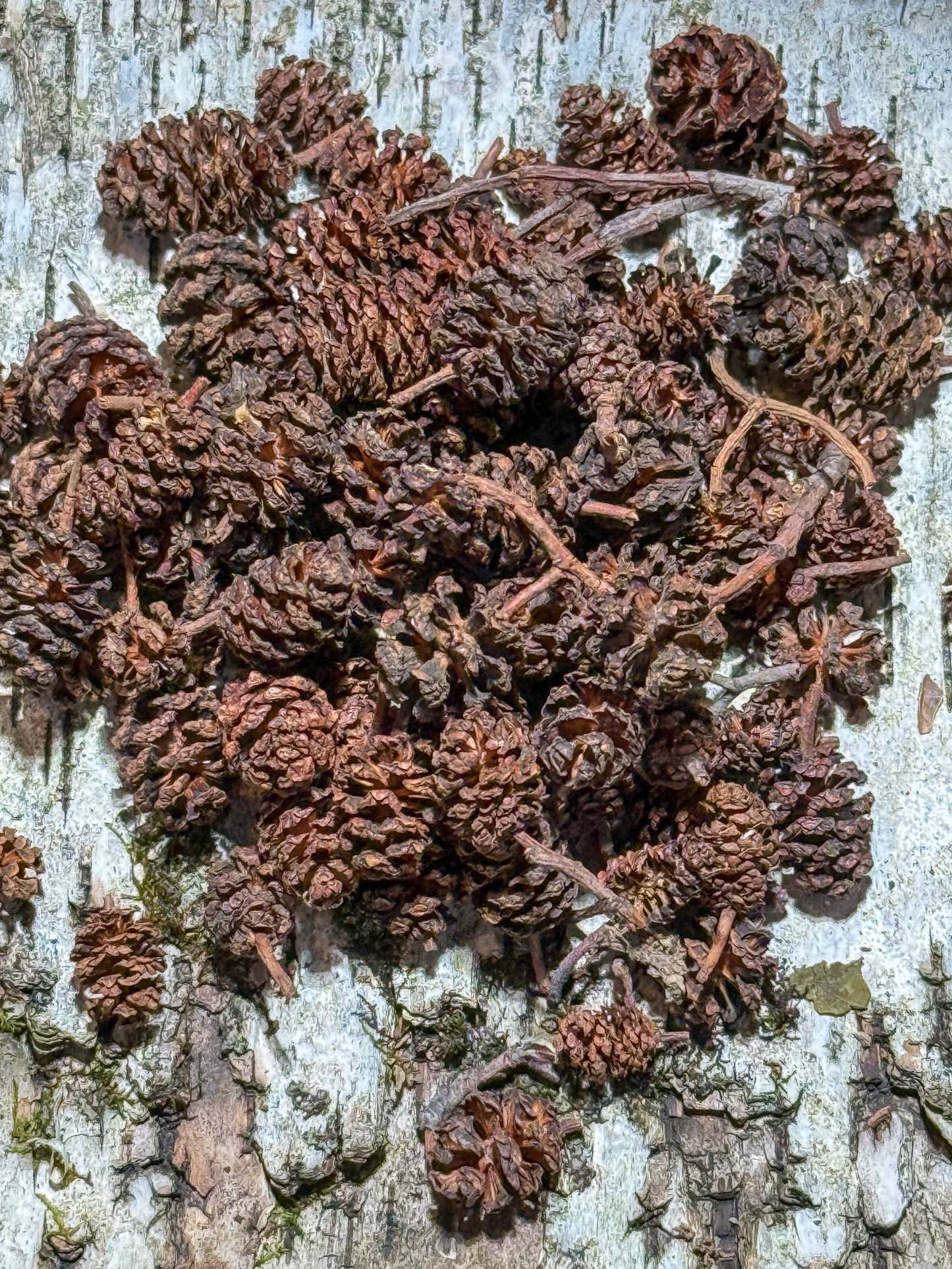 Alder Cones (50 pack)