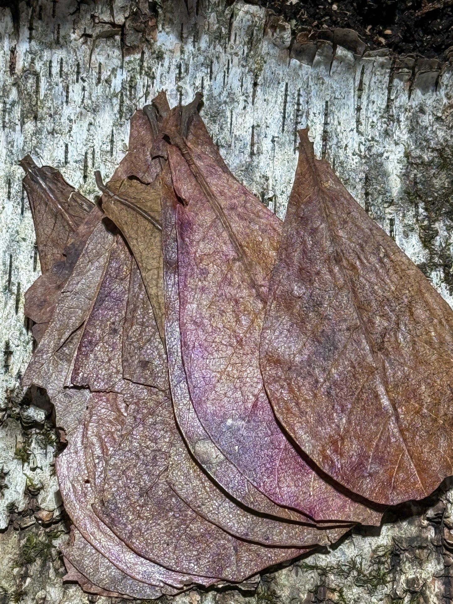 Indian Almond Leaves (10 pack)