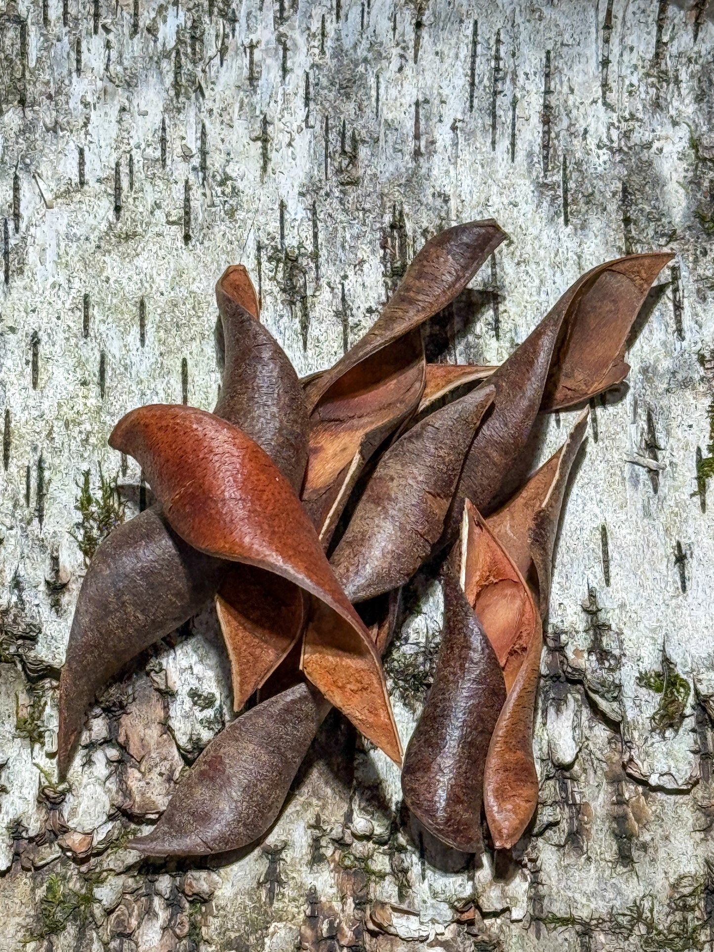 Spiral Split Pods (8 pack)