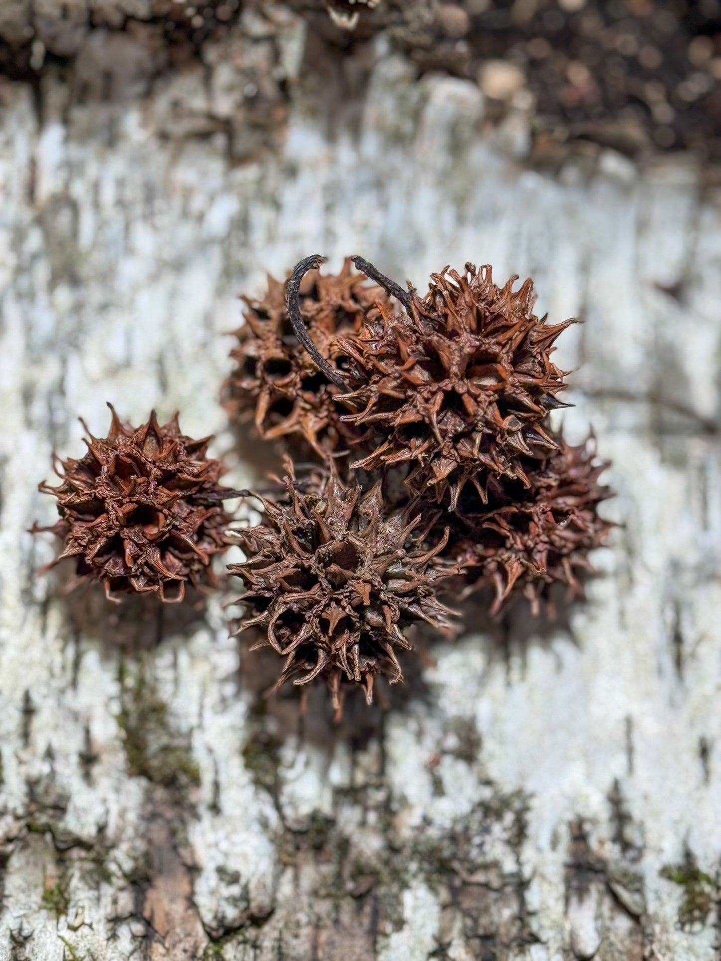 Sweet Gum Balls