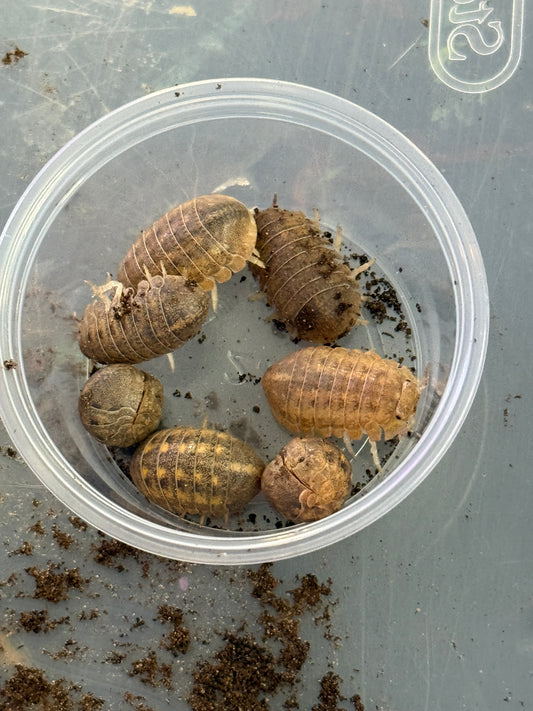 Hellaria brevicornis