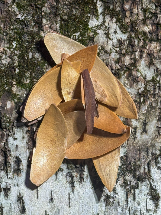 Mini Canoe Pods – 10 Pack