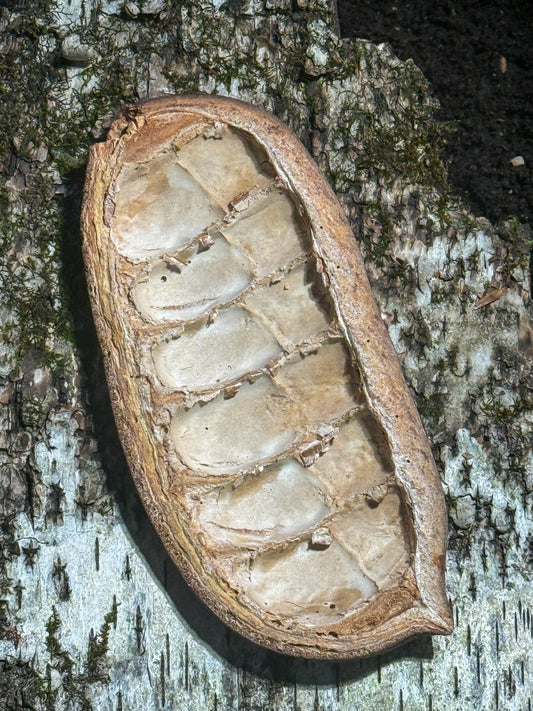 Segmented Canoe Pod (Single)